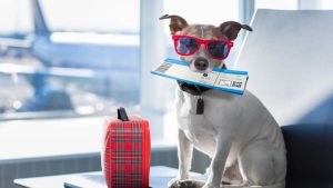 exporting pets to overseas