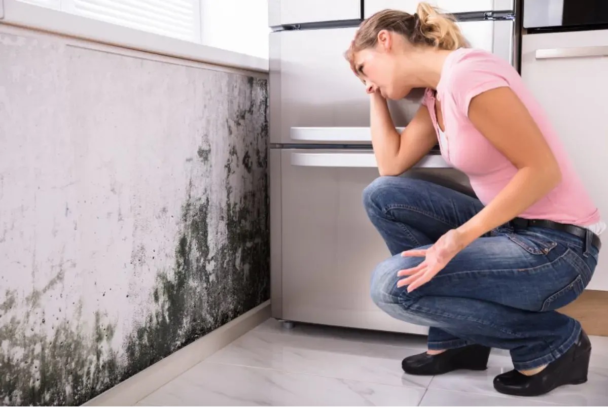 Mould Removal